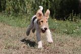 FOX TERRIER 082